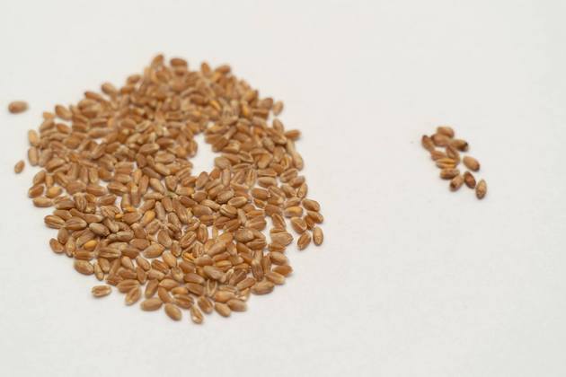 Здорові та пошкоджені зерна пшениці